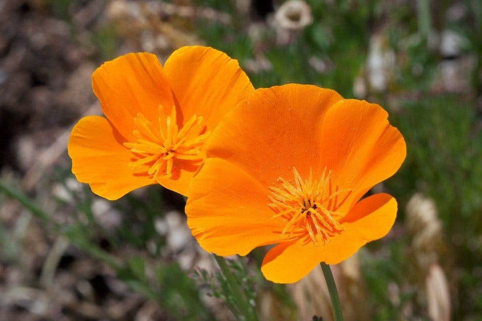 California poppy flowers