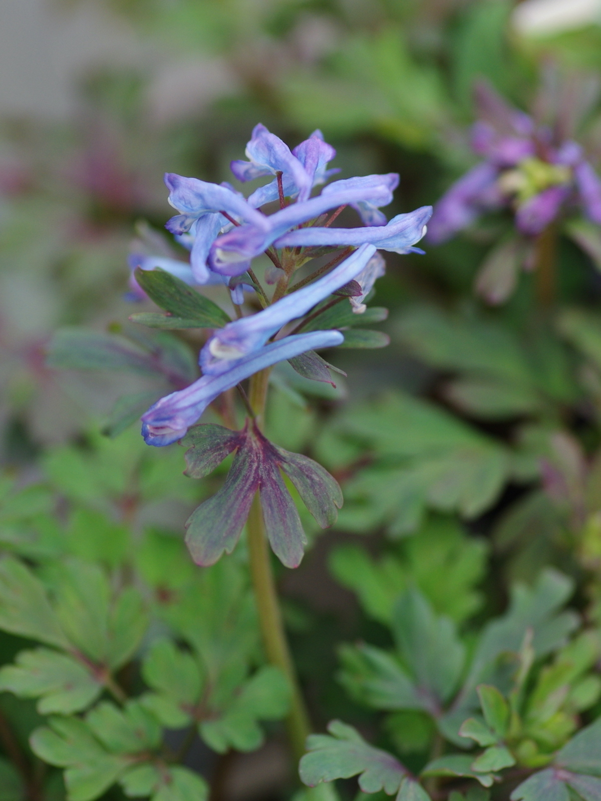 Corydalis flower