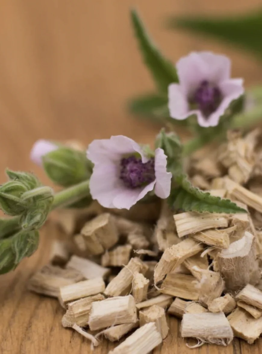 Marshmallow root